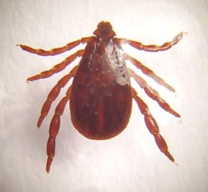 Rhipicephalus sanguineus